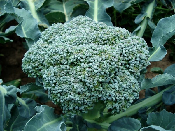 Broccoli - Image 2