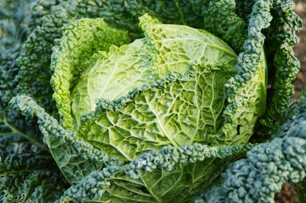 Cabbage varieties